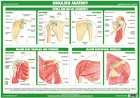 Spalla Anatomy Chart Chart Paintings Art Film Stampa Poster Silk Poster Home Decor 60x90cm