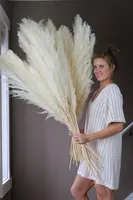 Big Pampas Erba Decor di nozze 130 cm Natural Secchi Reed Showcase Christmas Shopwindow Decor Plant Real 55 ~ 60 cm