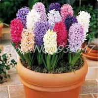 100 PC 씨앗 Hyacinth 분재, 다년생 화분 식물, 실내 식물 냄비에 쉽게 자랍니다, 집 정원을위한 분재 식물 꽃 다양 한 색상