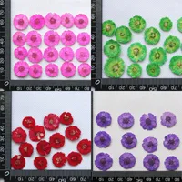 DIY Daisy Specimen Handmade Embossing Manicure Bookmark Mobile Phone Shell Botany Dried Flower Drop Glue Home Decorate Green 0 3gc M2