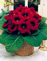 200 pz Semi Gloxinia Semi Perenne Evergreen Flower, Houseplant Home Garden in vaso Balcone interno Balcone da cortile Purifying Air