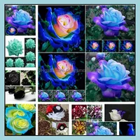 Other Garden Supplies Patio, Lawn & Home Patio Rose Seeds Supplie, Blue , Meteor, Red, Black, Rose, Pale Blue, Rainbow Roses Flowers Seed I1