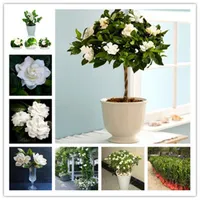 100pcs Gardenia Flower Seeds Patio Lawn Garden Natural Growth Variety of Colors Supplies Bonsai Plants Purify The Air Absorb Harmful Gases The Germination Rate 95%