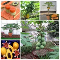 20pcs papaya arbre fruitiers fleur graines de la pelouse pelouse jardin saison de plantation à croissance rapide de la saison biologique non-OGM Le taux de germination 95% fournit des plantes de bonsaï délicieuses savoureuses