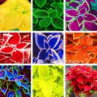 100pcs Coleus Grass Flower Seeds for Patio Lawn Garden Supplies Natural Growth Variety of Colors Bonsai Plants The Budding Rate 95% Decorative Landscaping Gorgeous