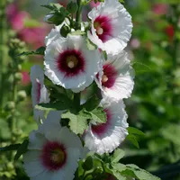 100 PC 씨앗 / 가방 더블 hollyhock 야외 피 아열대 분재 화분 althaea rosea 꽃 식물 집 정원 장식 색상의 다양 한 색 호기성 화분