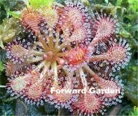 100 PC 씨앗 씨앗 육식 식물 Drosera Peltata Pot Flycatcher 분재 일몰 금성 Flytrap 테이블 정원 즙이 많은 장식 조경 에어로빅 화분