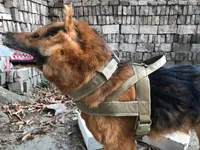 Pet Collar Justierbarer Nylon-taktischer Kragen Militärisches Training Hundehalsband Geeignet für große und mittlere Hund Pet Supplies Solid 201125