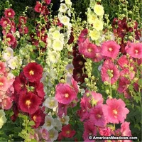 100pcs 새로운 이중 hollyhock althaea rosea 꽃 장식 희귀 한 화분 Bonsai 다년생 정원 혼합 된 식물 식물 아름다움 및 공기 정화 호기성 화분