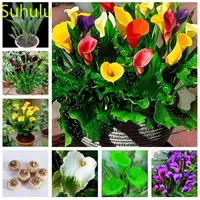 Yeni Çeşitlilik 100 adet Calla Lily Tohumları Bahçe Kapalı Çiçekler Balkon Avlu Arındırıcı Hava Bonsai Bitki Çimlenme Oranı% 95