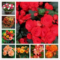 100pcs Begonia Fuchsia Flower Seeds for Patio Lawn Garden The Germination Rate 95% Supplies Bonsai Plants Decorative Landscaping Natural Growth Variety of Colors