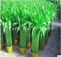 50 pezzi semi / confezione cinese fortunata piante di bambù fortunata, crescita naturale varietà di colori completi dracaena piantatura del 95% del tasso di erogazione aerobica protezione radiazione in vaso