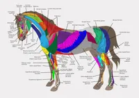 Muscles of the Horse Animal Anatomy Picture Pathology Paintings Art Film Print Silk Poster Home Wall Decor 60x90cm
