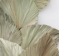 10pcs / lot Velà ventola di Cattail conservata a secco Natural Foglie di palma fresca per sempre Materiale della pianta per la decorazione di nozze domestica 1418 V2