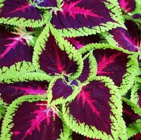 Gartendekorationen 100 stücke Coleus Gras Blumensamen für Bonsai Pflanzen Reinigen Sie die Luft absorbieren schädliche Gase natürliche Wachstum Vielfalt der Farben Alle für einen Sommerwohnsitz