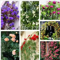 100/bag rare rose seeds Flower Seeds Mixed Color Climbing Roses Seeds for home decoration