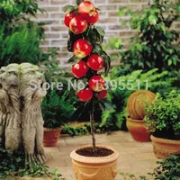 100 pezzi Bonsai Apple Tree Seeds Rare Fruit Bonsai Tree-- America Red Delicious Apple Seeds Garden per fioriere