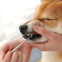 Ropa para perros Pet Cat Tartar Cálculo Cálculo Herramientas y accesorios de pluma de diente de belleza Suministros