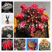 100 pcs seeds Rare mini Cactus bonsai succulent ornamental plants succulents for home garden indoor Lithops plants Natural Growth Variety of Colors Aerobic Potted