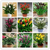 100 Pcs seeds Calla Lily Bonsai, Rare Room Flowers Rhizome Zantedeschia Aethiopica Plants, Bonsai Houseplants Diy Home Garden Palnt Natural Growth Variety of Colors