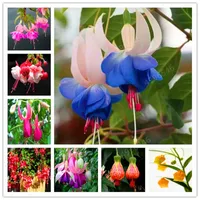 100pcs 랜턴 꽃 씨앗 모두 여름 레지던스에 대 한 모든 색상의 다양 한 색상의 다양한 색상을 재배하는 시즌 장식 조경 에어로빅 화분