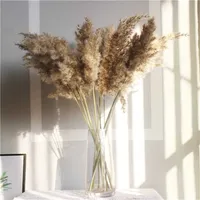 Cor clara flores casamento bando natural pampas pampas grama flor bela reed natal decoração home phragmites 211120
