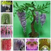 10pcs Wisteria Seeds Garden Flower Variety complete Flower Bonsai Plant High Quality Beautifying And Air Purification