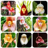 100 pcs sementes cute macaco rosto orquídea bonsai plantas mostram flores jardim casa a taxa de germinação 95% paisagismo decorativo variedade de crescimento natural de cores