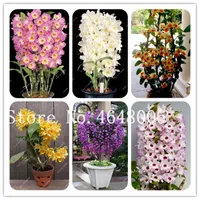 100 pz Semi Dendrobium Bonsai Piante da fiore Rare Orchidea in Vaso per la casa Giardino domestico (colori misti) Crescita naturale Varietà di colori Aerobico Vaso fresco
