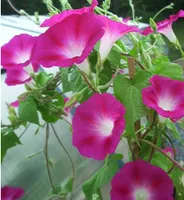100pcs Morning Glory Flower Seeds Bonsai Fast Growing Rare Plants for The Garden Beautifying And Air Purification All for a summer residence The Budding Rate 95%
