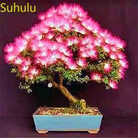 50 pcs albizzia sementes de acácia jardim variedade flor completa flor bonsai planta alta qualidade embelezando e purificação de ar