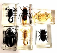 6 pcs Charming Mixed Real scorpion crab bee beetle Insect Taxidermy Embedding Vogue paperweight
