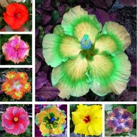 100 stks Hibiscus Showy Flower Seeds voor patio gazon tuin natuurlijke groei verscheidenheid van kleuren De kieming tarief 95% levert bonsai planten allemaal voor een zomerresidentie