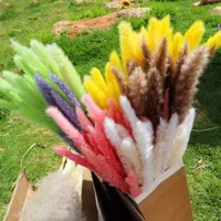 Decorative Flowers & Wreaths Pampas Grass Dried Flower Natural Tail Bunch Colorful INS Modern Wedding Party Craft Typha Phragmite