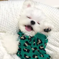 강아지 의류 PET 스웨터 따뜻한 스트라이프 코 튼 옷 디자이너 강아지 작은 중형 개 스웨트 코트 Chihuahua Teddy Perro