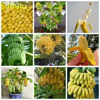 100pcs Semi di banana Semi di fiori da giardino Varietà completa Flower Bonsai Plant Plant Alta qualità Beautifying e Purificazione dell'aria