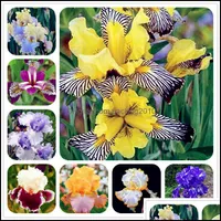 Altri rifornimenti da giardino Patio, Prato inglese Big Promotion! 100 Pz Iris Seeds, Bonsai Flower Seeds Heirloom Tectorum Perennian Rare Palnt per D