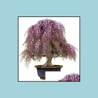Garden Decorations Patio Lawn Home 100Pcs Wisteria Tree Flower Seeds Bonsai Variety Of Colors Rare Plants For The All A Summer Residence