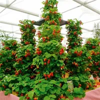 100 PCs Klettern Erdbeersamen Großer Erdbeerbaum 100% wahrer Innenbiology Sehr leckerer Obstsamen für Hausgarten Bonsai266v