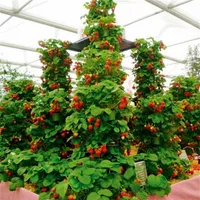 100 PCs Klettern Erdbeersamen Großer Erdbeerbaum 100% wahrer Innenbiology Sehr leckerer Obstsamen für Hausgarten Bonsai320a