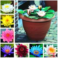 10 pcs bag lotus flower lotus seeds Aquatic plants bowl lotus water lily seeds Perennial Plant for home garden Easy to Grow268L