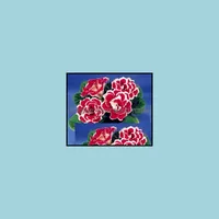 Decorazioni da giardino Patio Lawn Home 100 pezzi Gloxinia Semi di fiori Bonsai Sements de Vegetable rar otd4d
