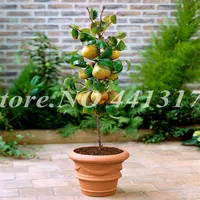 4 PCS 과일 씨앗 난쟁이 스탠딩 배 나무 씨앗 실내 식물 냄비 정원 장식 식물 DIY 선물 Bonsai273b