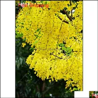 Other Garden Supplies Patio Lawn Home Golden Yellow Wisteria Seeds 20 Pcs Rare Purple Bonsai Tree Indoor Outdoor Ornamental Plant Qylxgg Ha