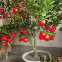Other Garden Supplies Patio Lawn Home 50 Pcs Red Lemon Seeds New Arrival Df Tree Bonsai Organic Fruit For Easy Grow Exotic Seed Potted Dr