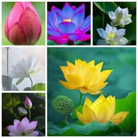 5 Stcs Samen Mixed Bowl Lotus Blumenaquarium Wasserlily Aquarios Pflanzen Pool Blume Bonsai für Gartendekor 99% Keimungsrate298Q