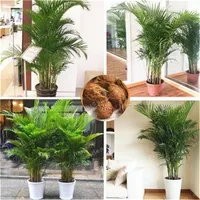 5 pezzi Chrysalidocarpus lutescens Semi di casa decorazione per la casa semi di palma areca piante da interno semi di palme piante230a 230a