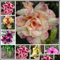 Otros suministros de jardín Patio Lawn Home 5pcs/Bag Charming Adenium Obesum Flower Bonsai Planta de rosas de interior para interiores para h otjaz