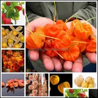Other Garden Supplies Patio Lawn Home Bonsai 200Pcs Seeds Red Currant Fruit Plant Pan-American Gooseberry Lantern Physalis Landscape For
