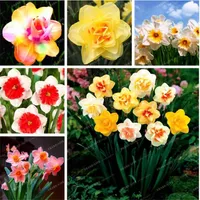 100 pcs semillas mixtas de naffodilos bricolaje planta de jardín absorción de flores radiación narciso flores planta bonsai para jardín de hogar238u